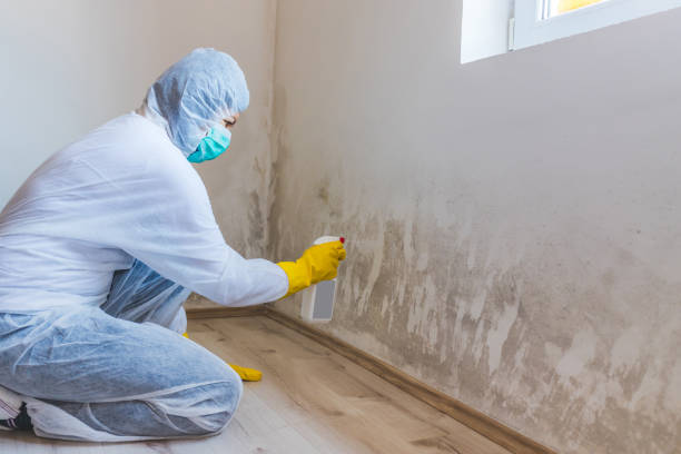 Licensed Mold Testing service in La Grange, NC - WQB Mold Removal